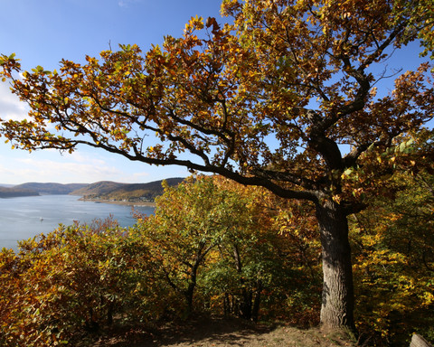 Wunderbarer Ausblick auf dem Edersee im Herbst am Urwaldsteig Edersee