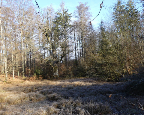 Der See bzw. das Moorgebiet rund um den Totenpfuhl
