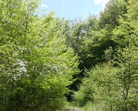 Frühlingsstimmung an der Bergfreiheiter Welle
