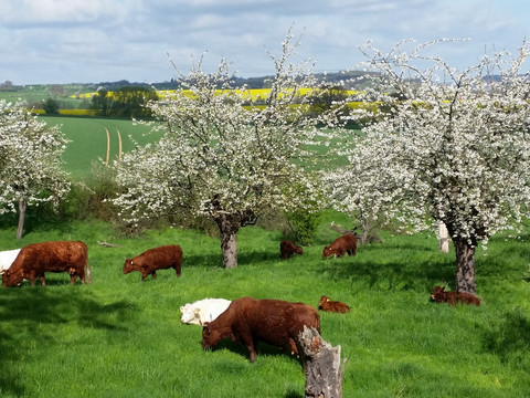 Wildberg Streuobstwies mit Kühen