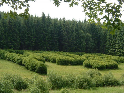 Ornamentpflanzung A.D.v.S