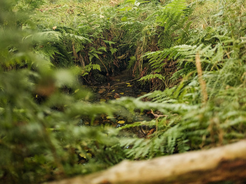 Quelle der Röder bei Röderbrunn