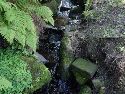 Der Naturbach an der Gartengrenze