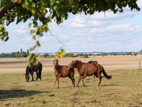 Radweg "Bergbauroute" - Pferde im Greizer Land