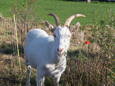 Bergbauroute - Ländliches Idyll mit Ziege