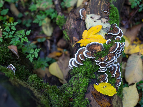 Radweg entlang der alten Bahn