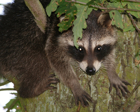 Eddi der Waschbär vom Edersee versteckt sich gerne...