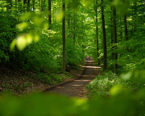Auf dem Eichhörnchenpfad bzw. auf dem Weg zum Baumkronenweg