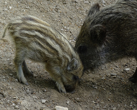 Ein Frischling mit Mutter, zu sehen im WildtierParks Edersee