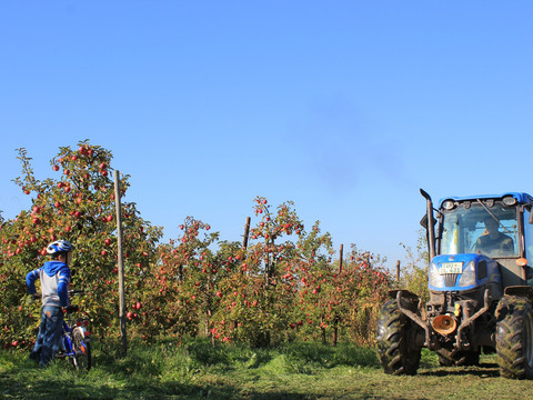 Obstplantage bei Leisnig