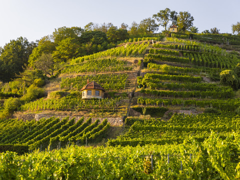 Weinberge Radebeul Radebeul Weinhänge