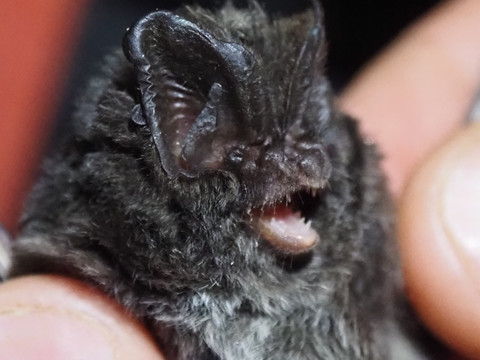 Mopsfledermaus Nahaufnahme einer Mopsfledermaus, gehalten von einer Hand, mit deutlich erkennbaren Ohren und Fell.
