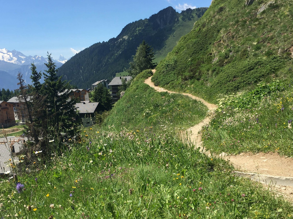 Rundwanderung von der Bettmeralp durch den Aletschwald und zurück