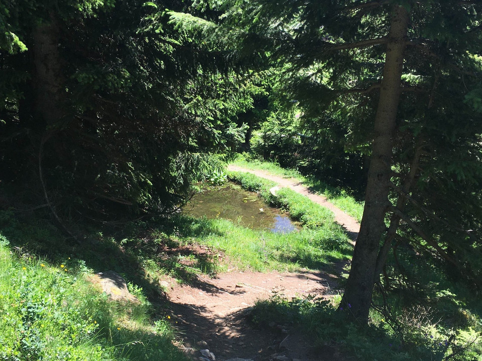 Rundwanderung von der Bettmeralp durch den Aletschwald und zurück