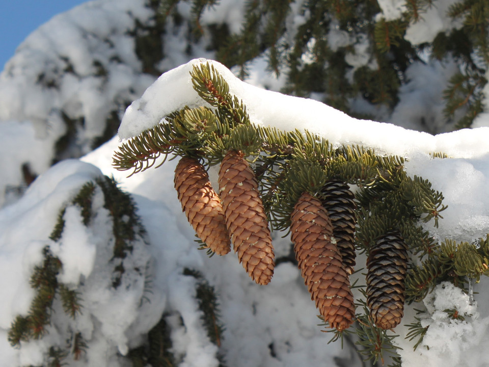 Winterwanderung von der Bettmeralp via Bettmersee, Gopplerlücke zur Riederalp