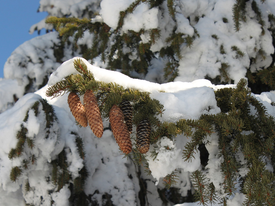 Winterwanderung Rundweg Bettmeralp "Waldpromenade"