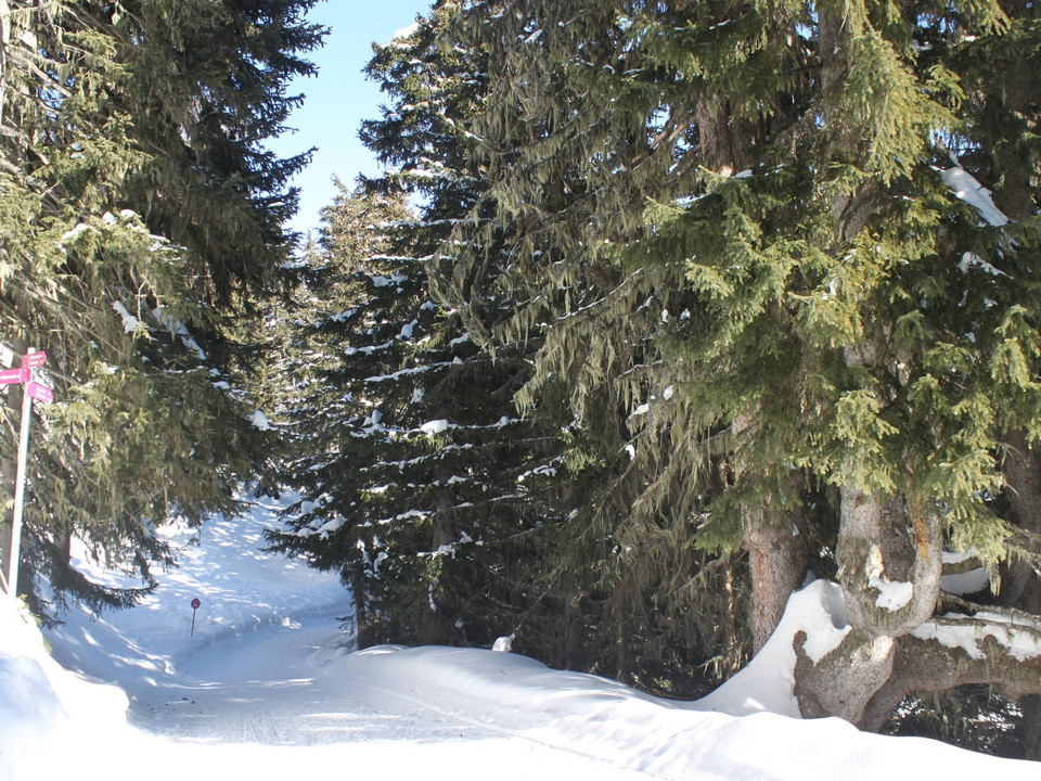 Winterwanderung Rundweg Bettmeralp "Waldpromenade"