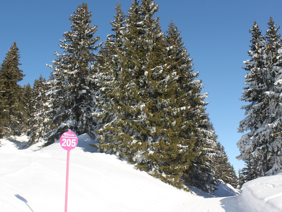 Winterwanderung Rundweg Bettmeralp "Waldpromenade"
