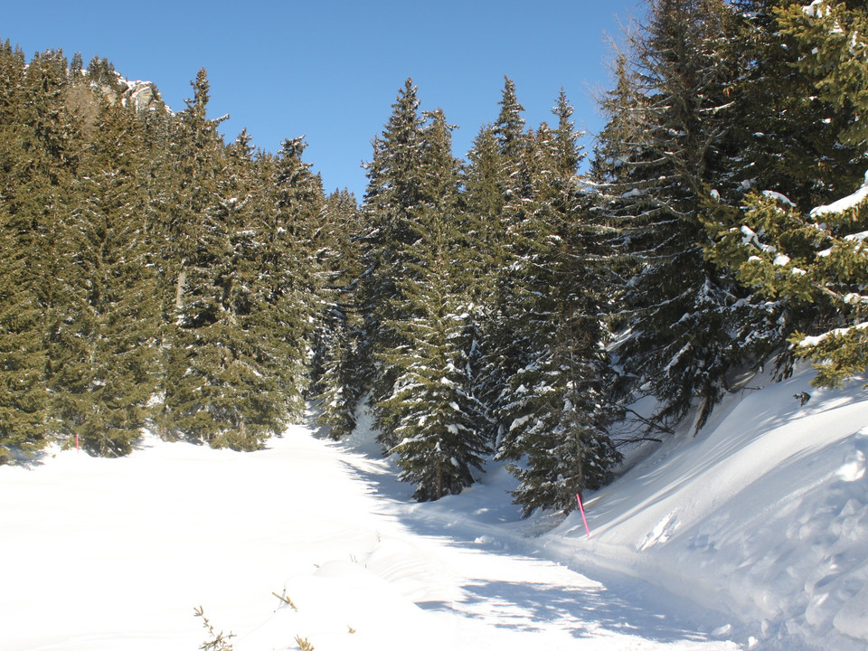Winterwanderung Bettmeralp - Ried - Bettmeralp «Waldpromenade»