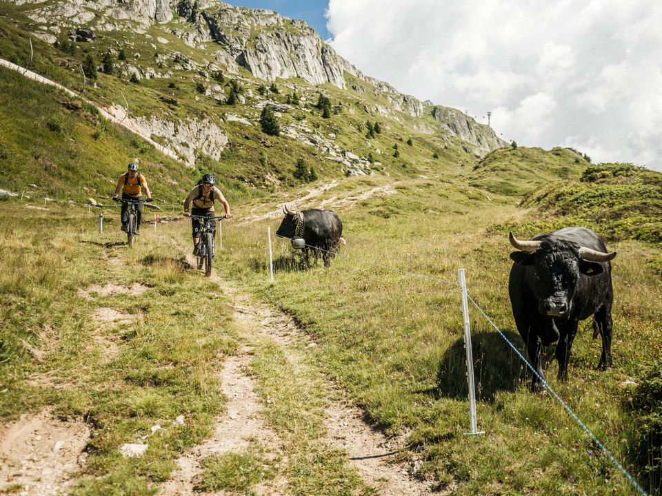 4. Königsetappe: Bettmeralp - Bettmerhorn - Bettmeralp - Betten - Mörel