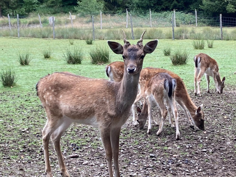 Wildgehege am Nordic Camp Grünbach am Felsenweg 1 und 2