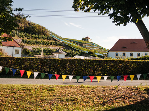 Weinhänge in Diesbar-Seußlitz