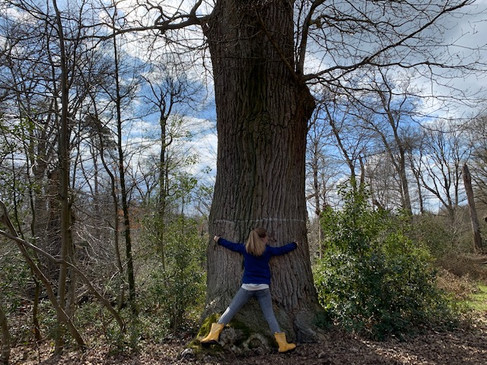 Bentheimer Wald
