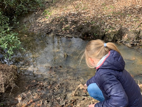 Bentheimer Wald