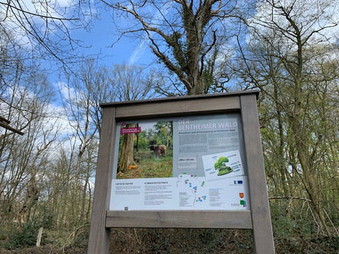 Bentheimer Wald
