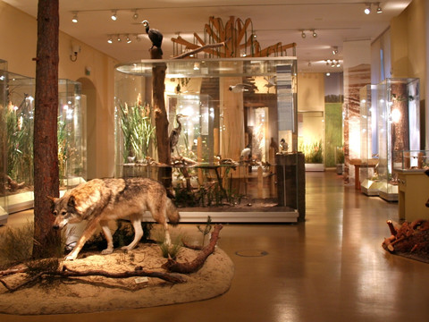 Senckenberg Museum für Naturkunde, Görlitz