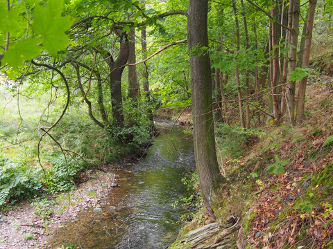 Triebisch bei Rothschönberg