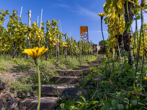 Weinsicht Schloss Wackerbarth