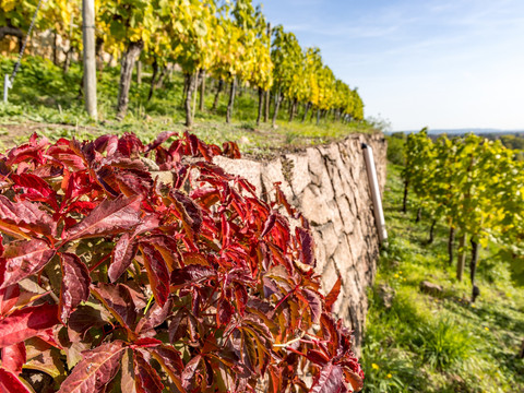 Weinwandern in Radebeul