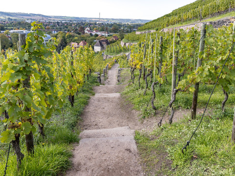 Wanderweg durch die Weinberge in Radebeul
