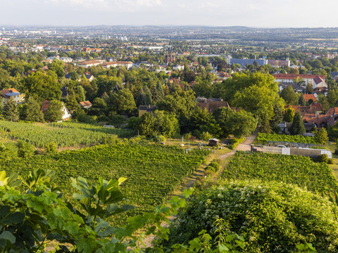 Weinberge Radebeul Radebeul Weinhänge