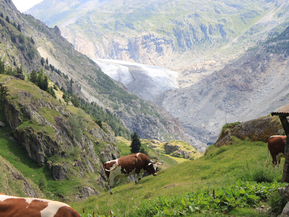 Wanderung von der Belalp über die Hängebrücke zur Riederalp