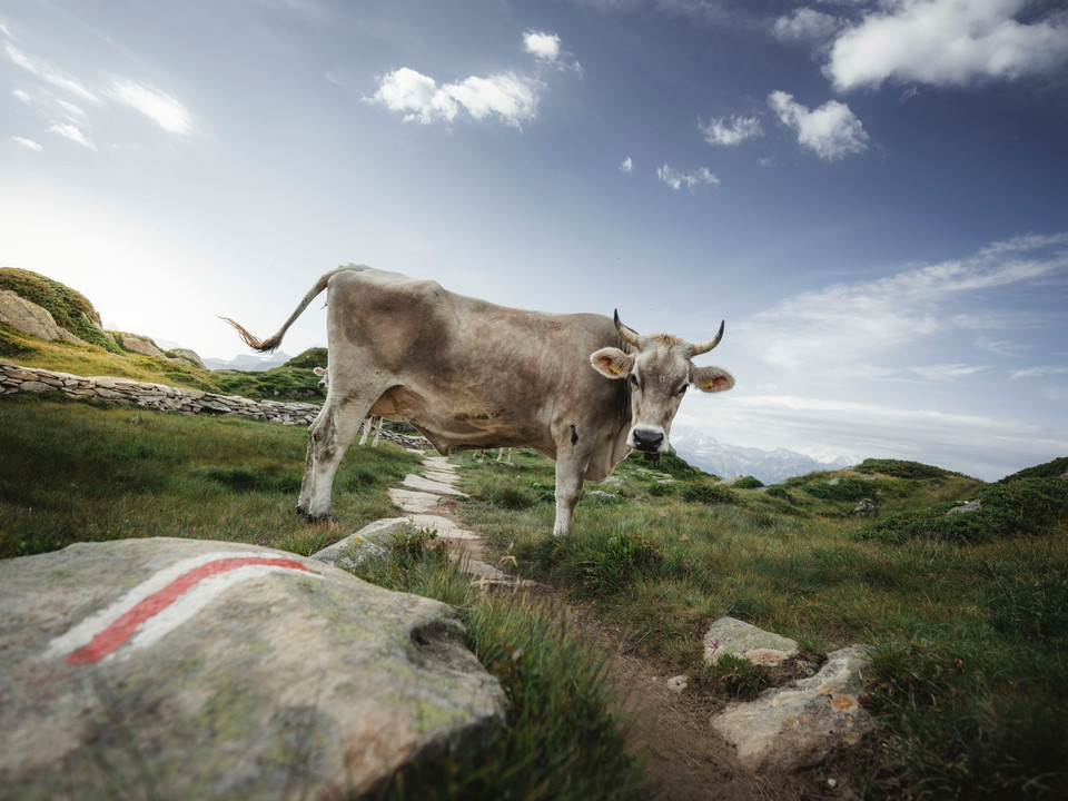 Rundwanderung von der Moosfluh via Märjelensee zur Riederalp