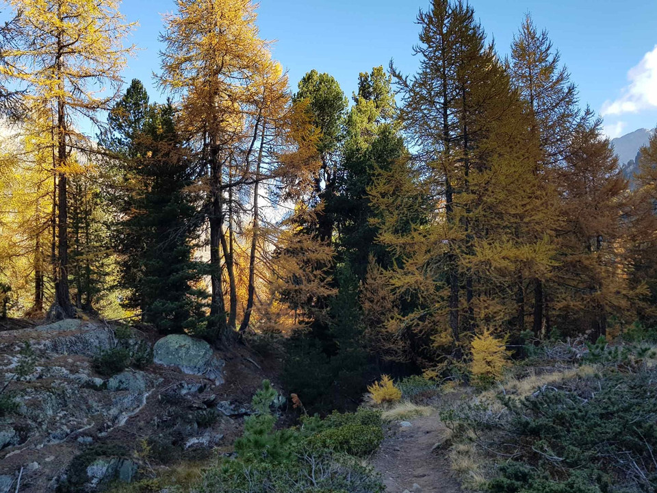 Wanderung von der Riederalp via Aletschwald zu den Chatzulechern