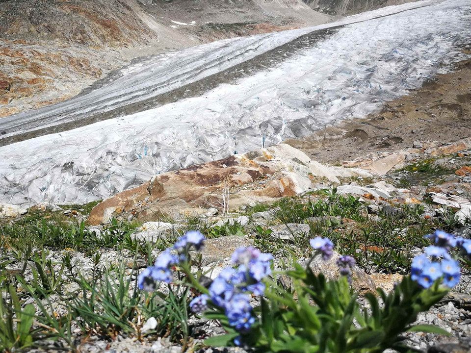 Wanderung von der Riederalp via Aletschwald zu den Chatzulechern