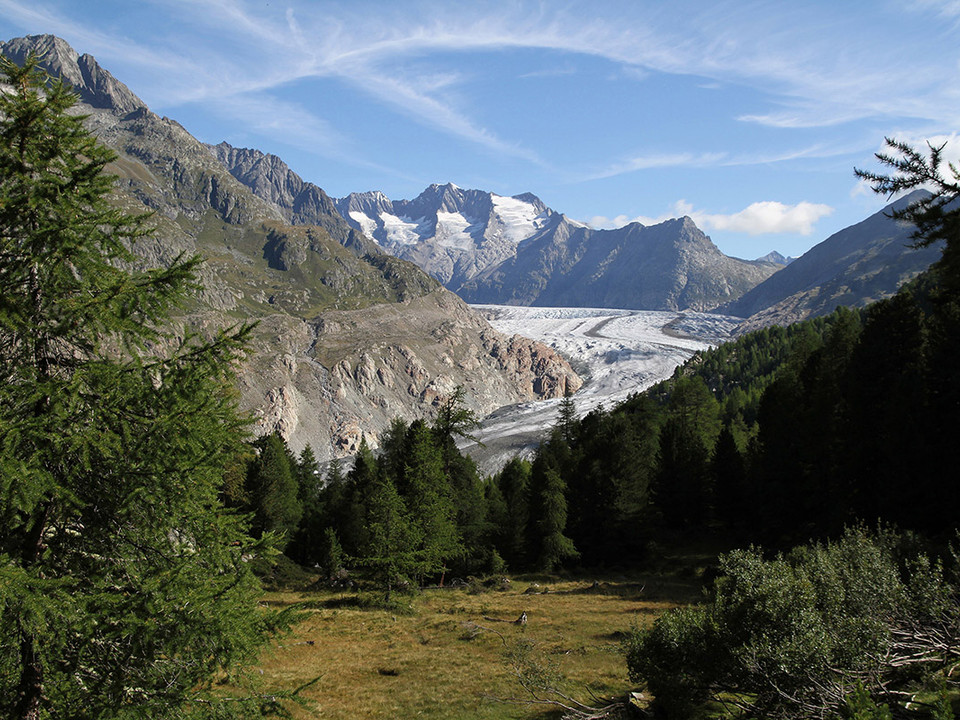 Aletschwald mit Aletschgletscher
