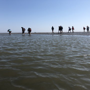 IMG_3522.jpeg Gruppe Wattwandernder durchquert den Priel (wasserführende tiefe Stelle im Watt)