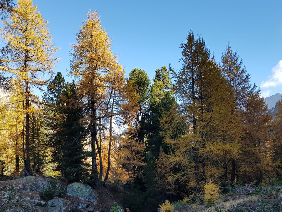Rundwanderung von der Riederalp via Grünsee, Silbersand und zurück