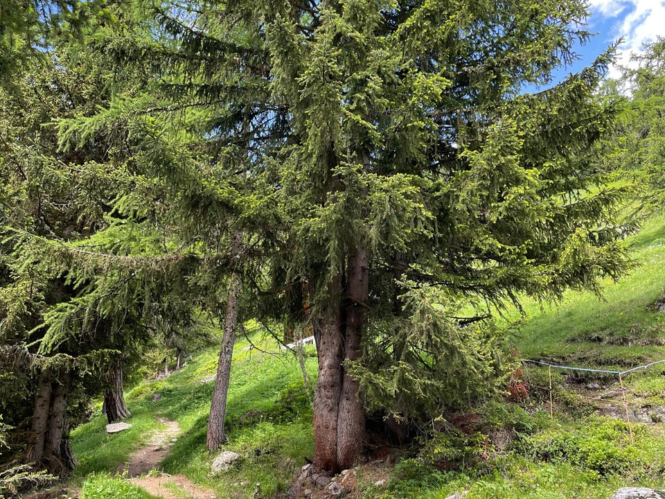 historische Strasse, Egga - Belalp