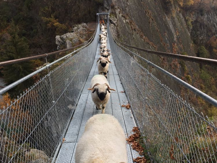 Walliser Schwarznasenschafe auf der Hängebrücke