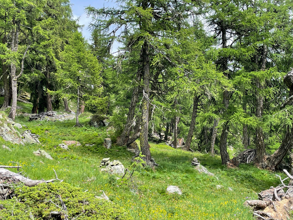 immer den Steinmännchen nach