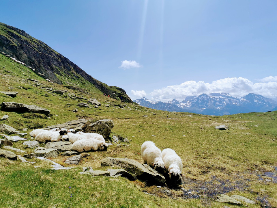 Walliser Schwarznasenschafe