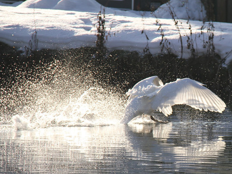 Schwan Ein Schwan hebt sanft vom glitzernden, schneebedeckten Ufer ab, hinterlässt sprühende Wassertropfen.