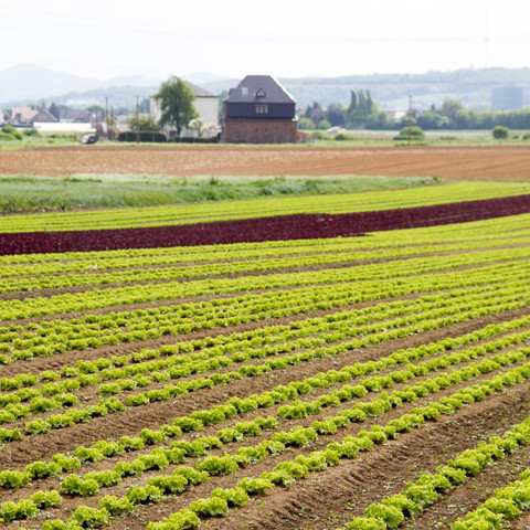 Gemüsefelder, Alfter