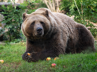 Bär im Zoo Aschersleben