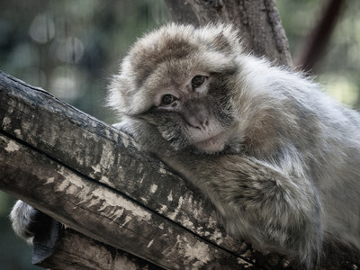 Berberaffe im Zoo Aschersleben